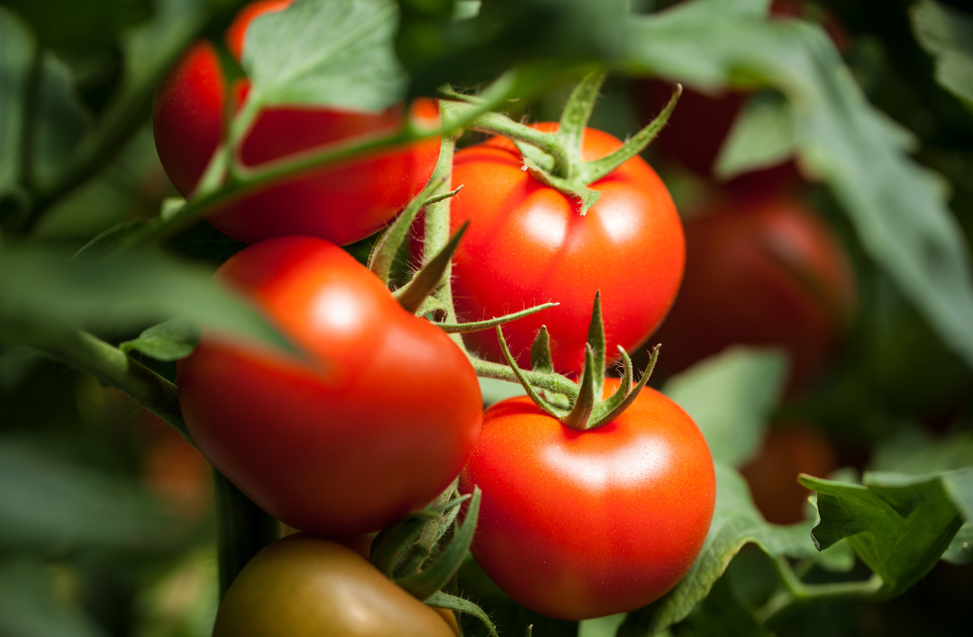 Tomato 1