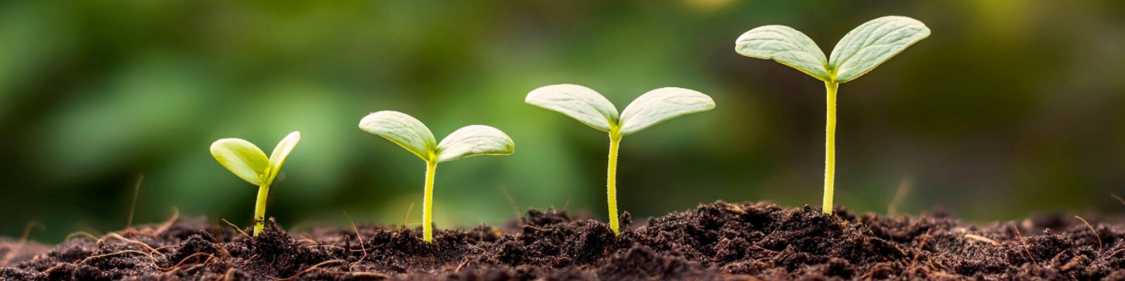 Sustainability cover pic